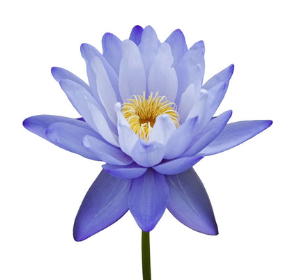 Buddha Balm - Egyptian Essence 50ml